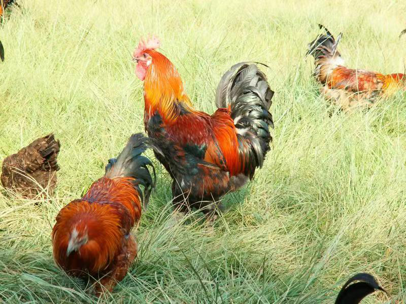 武定鸡进入2022中国地理标志农产品品牌声誉百强榜单