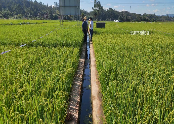 楚雄州土肥站科技人員到我市指導大春土壤肥料田間試